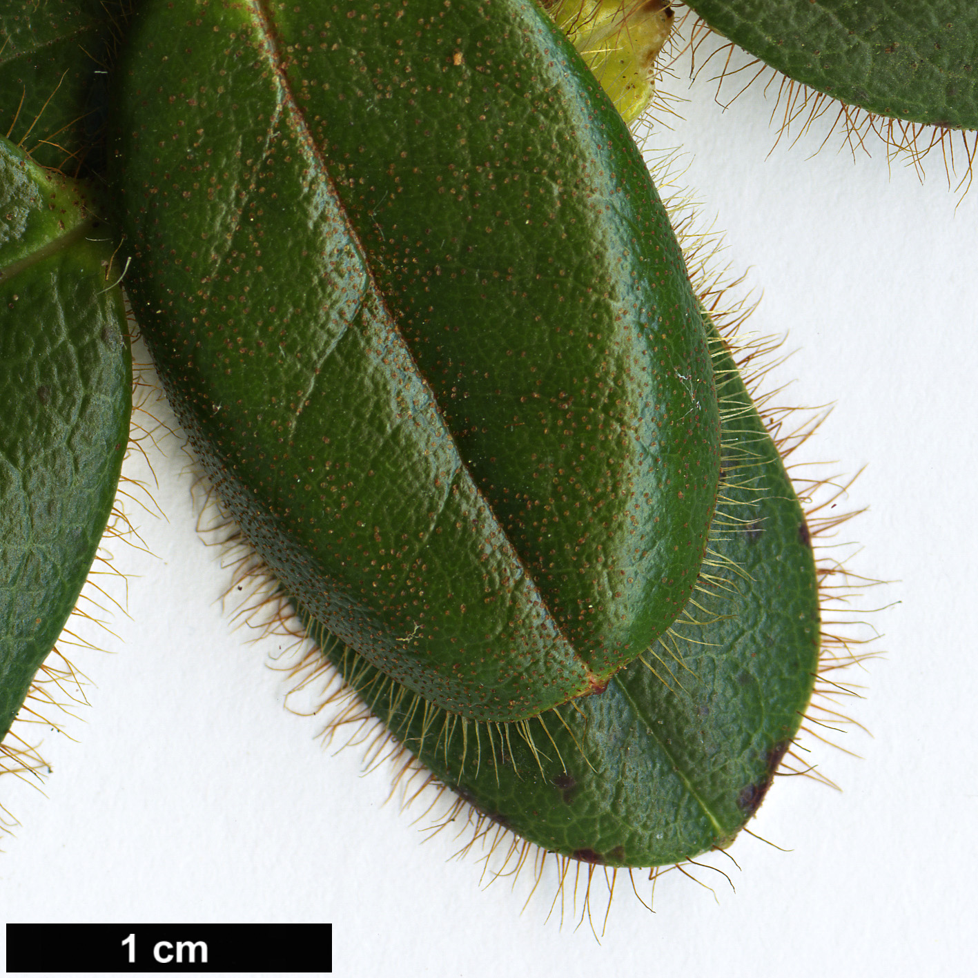 High resolution image: Family: Ericaceae - Genus: Rhododendron - Taxon: oblongilobatum